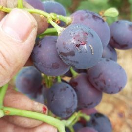 Grape vine – treatments against grape moth ARM EN Community