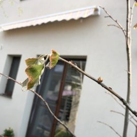 How can I save the Linden tree ARM EN Community