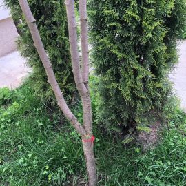How can I save the Linden tree ARM EN Community
