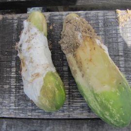 How do I treat cucumbers with mold? ARM EN Community