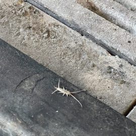 how to get rid of silverfish? ARM EN Community