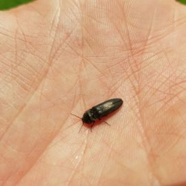 Lawn – treatments against beetles ARM EN Community