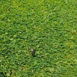 Lawn – treatments against beetles ARM EN Community