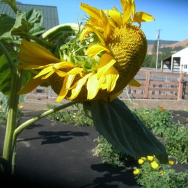 mammoth giant sunflower – head is folding out ARM EN Community