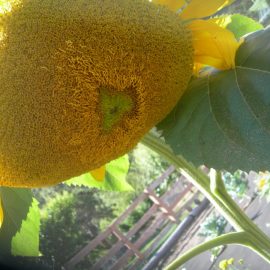 mammoth giant sunflower – head is folding out ARM EN Community