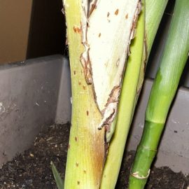 scale insects on indoor plants ARM EN Community