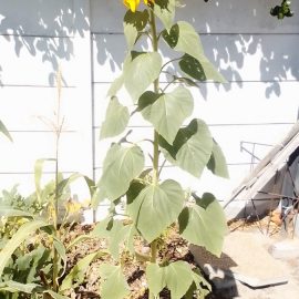 Sunflower – why is the flower head curling? ARM EN Community