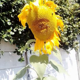 Sunflower – why is the flower head curling? ARM EN Community