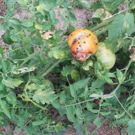 tomatoes – treatments against green stink bug (Nezara viridula) ARM EN Community