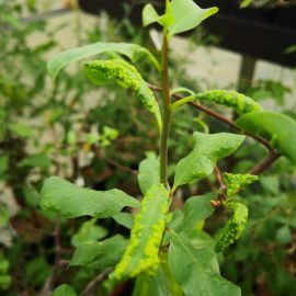 Treatment against Eriophyoidea mite on potted plant ARM EN Community