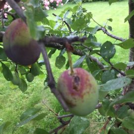 Victoria plum tree affected by diseases ARM EN Community