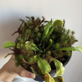 Why is my carnivorous plant wilting? ARM EN Community