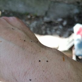 Black dots on hands and clothes from grass ARM EN Community