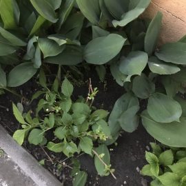 Can hydrangeas grow near lilies of the valley? ARM EN Community