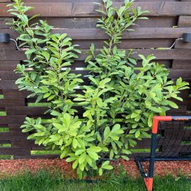 Cherry laurel with pale leaves – high soil moisture ARM EN Community
