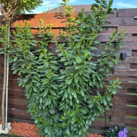 Cherry laurel with pale leaves – high soil moisture ARM EN Community