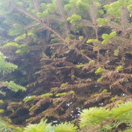 Conifer with dry branches – spider mites attack ARM EN Community