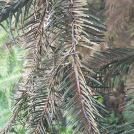 Conifer with dry branches – spider mites attack ARM EN Community