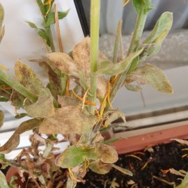 Dried-leaf marigolds ARM EN Community