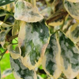 euonymus japonicus bravo – treatments against powdery mildew and scale insects ARM EN Community