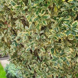 euonymus japonicus bravo – treatments against powdery mildew and scale insects ARM EN Community