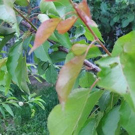 Fruit trees (cherry and apricot) reddish leaves on top ARM EN Community