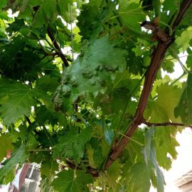 Grape vine –  treatments against mites and mealybugs ARM EN Community