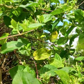 Honeysuckle (Lonicera) with yellow leaves ARM EN Community