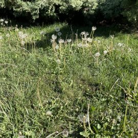 How to get rid of dandelions in the lawn? ARM EN Community