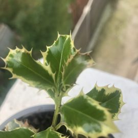 Ilex aquifolium in pot – brown leaves ARM EN Community