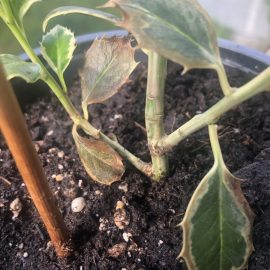 Ilex aquifolium in pot – brown leaves ARM EN Community