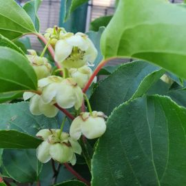 Kiwifruit – female or male flowers? ARM EN Community