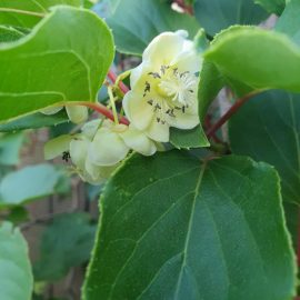 Kiwifruit – female or male flowers? ARM EN Community