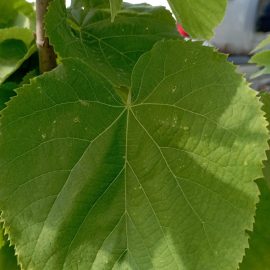 Linden planted in autumn – leaf depreciation ARM EN Community