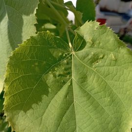 Linden planted in autumn – leaf depreciation ARM EN Community