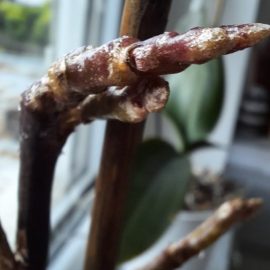orchids – flower stems have buds but dry out (thrips) ARM EN Community