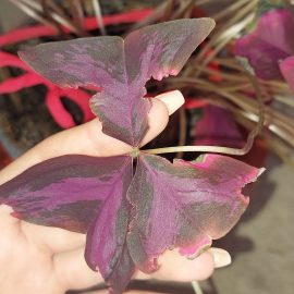 Oxalis triangularis plant has a leaf disease ARM EN Community
