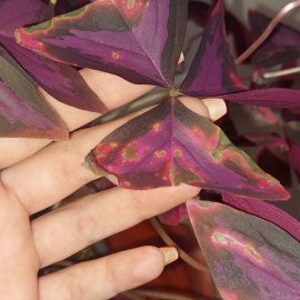 Oxalis triangularis plant has a leaf disease ARM EN Community