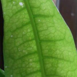 Pachira – leaf spots (sunburn) ARM EN Community