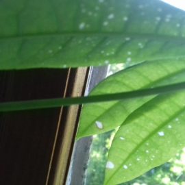 Pachira – leaf spots (sunburn) ARM EN Community