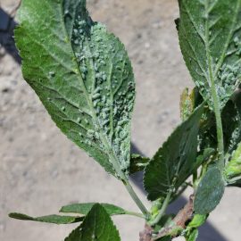 Pear tree – treatment against aphids on leaves ARM EN Community