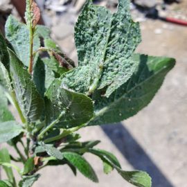 Pear tree – treatment against aphids on leaves ARM EN Community
