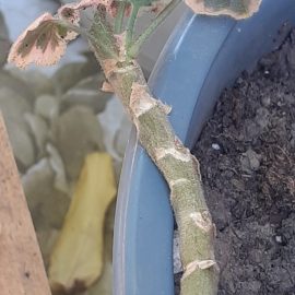 Pelargonium – soft stem ARM EN Community