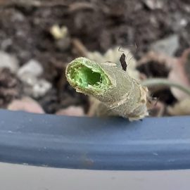 Pelargonium – soft stem ARM EN Community