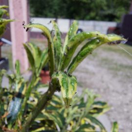 rhododendron and hydrangea – aphid attack? ARM EN Community