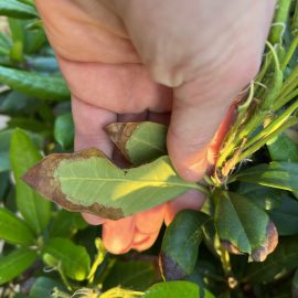 Rhododendron – leaves with burnt tips ARM EN Community