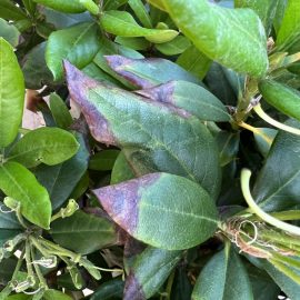 Rhododendron – leaves with burnt tips ARM EN Community