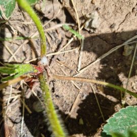 Strawberry and tomatos – organic treatments against aphids ARM EN Community