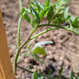 Strawberry and tomatos – organic treatments against aphids ARM EN Community