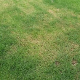 Why is the lawn turning yellow? ARM EN Community